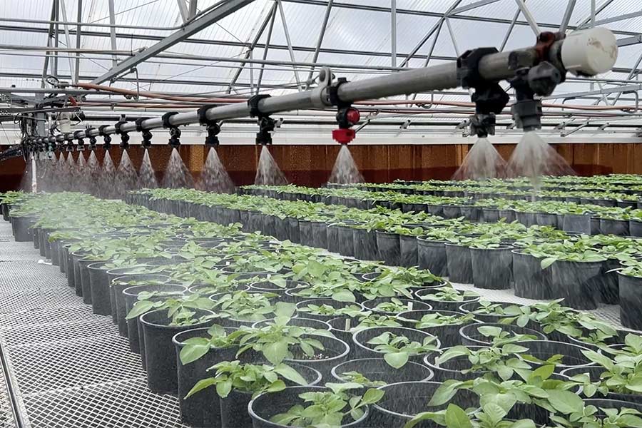 Seed potatoes being watered in the greenhouse at Flying A Ranch | Rett Nelson, EastIdahoNews.com