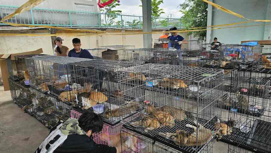 This photo released by Humane World for Animals Viet Nam shows cats in cages that were seized by the police in Ho Chi Minh City, Vietnam, on June 15, 2026.
