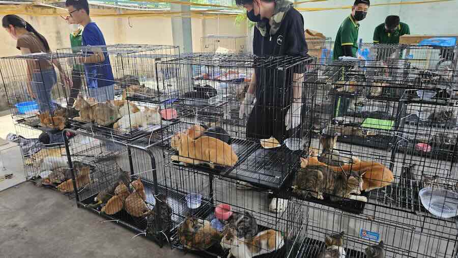 This photo released by Humane World for Animals Viet Nam shows cats in cages that were seized by the police in Ho Chi Minh City, Vietnam, on June 15, 2026.
