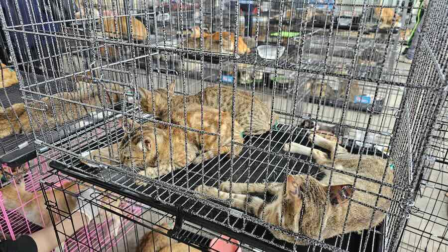 This photo released by Humane World for Animals Viet Nam shows cats that were seized by the police in Ho Chi Minh City, Vietnam, on June 15, 2026.