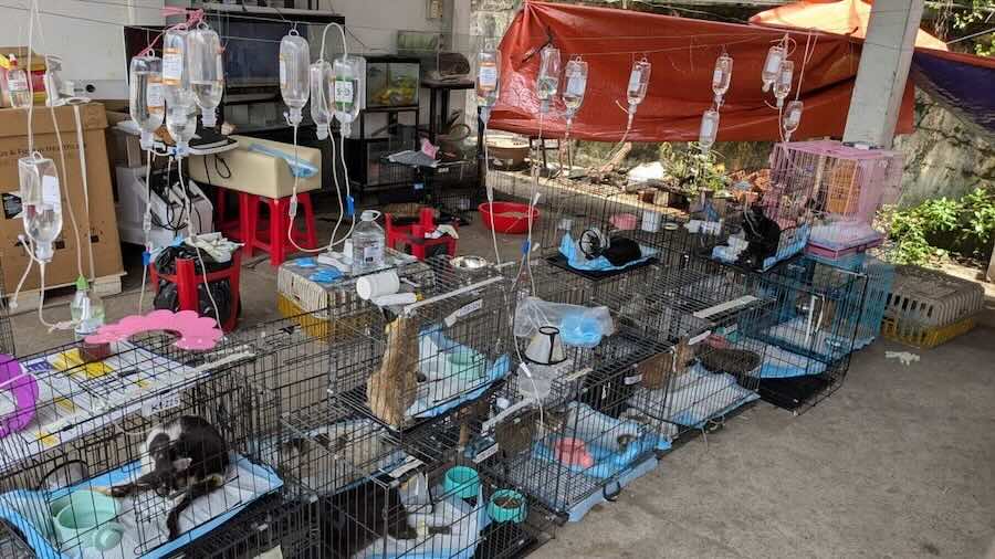 Police rescue more than 400 cats from being eaten in Vietnam in a bust of a major animal theft ring