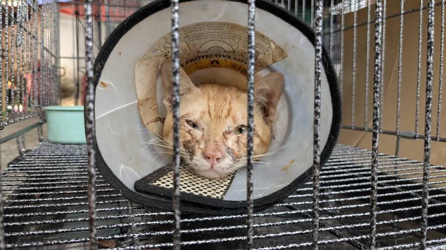 This photo released by Vietnam Cat Welfare shows a rescued cat with a neck brace in Ho Chi Minh City, Vietnam Wednesday, June 17, 2026.