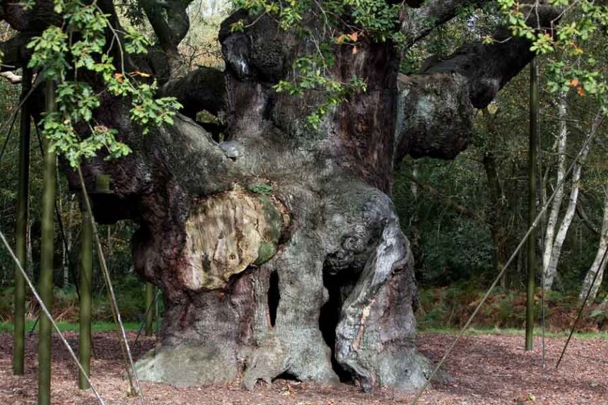 FILE - A 1,200-year-old Major Oak tree, where Robin Hood allegedly used as a hide out, stands in Sherwood Forest near Nottinghamshire, England, on Oct. 19, 2007.
