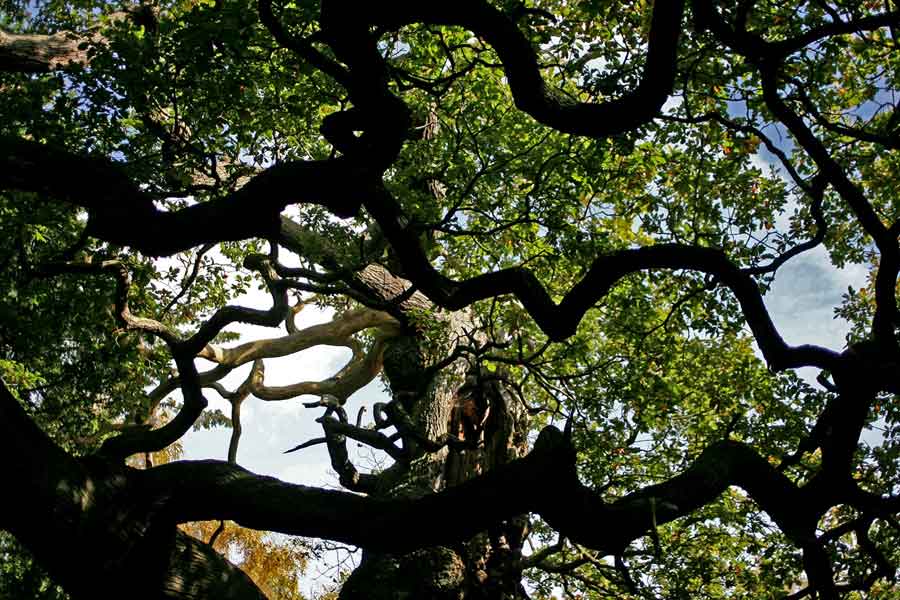 FILE - A 1,200-year-old Major Oak tree, where Robin Hood allegedly used as a hide out, stands in Sherwood Forest near Nottinghamshire, England, on Oct. 19, 2007.