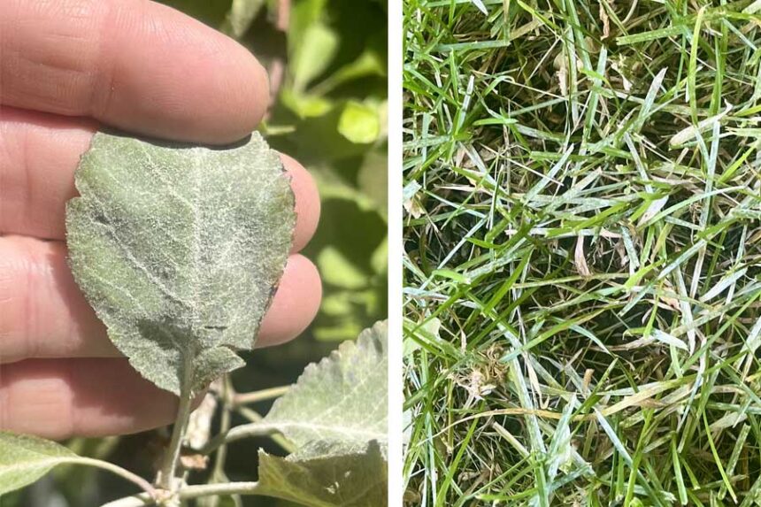 Side-by-side images show what powdery mildew looks like on a leaf, left, and on grass.