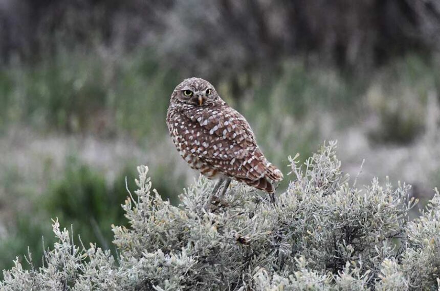 A female Burrowing owl watch over a burrow occupied by six owlets.