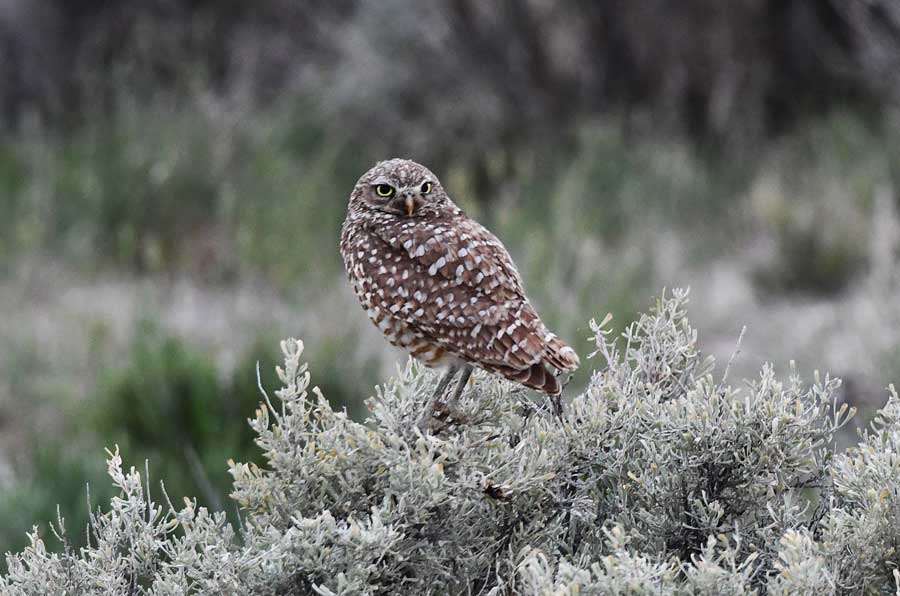 Baby burrowing owls are having their coming-out parties