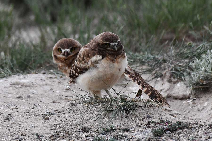 Two owlets waiting for the sun to warm the early morning chilly air.