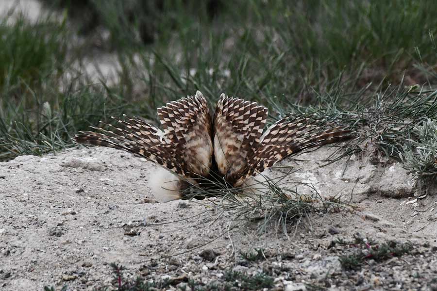 A young owlet dives back into the burrow for safety when a hawk flies over.