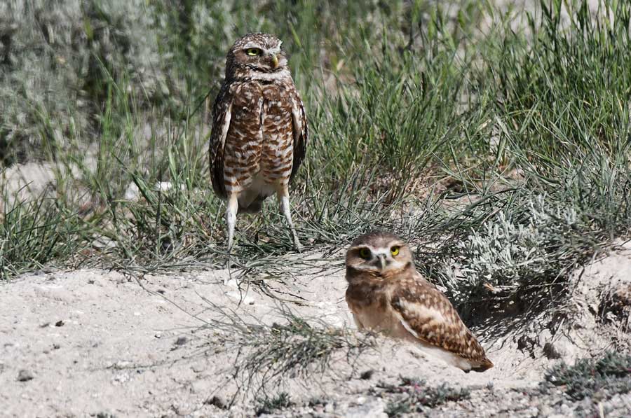 A "mom" standing guard over an owlet.