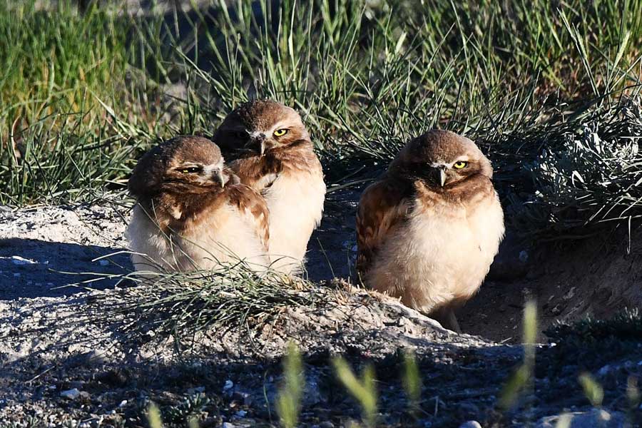 Three sibling owlets pose on the lip of their burrow while three younger siblings are still in the burrow.