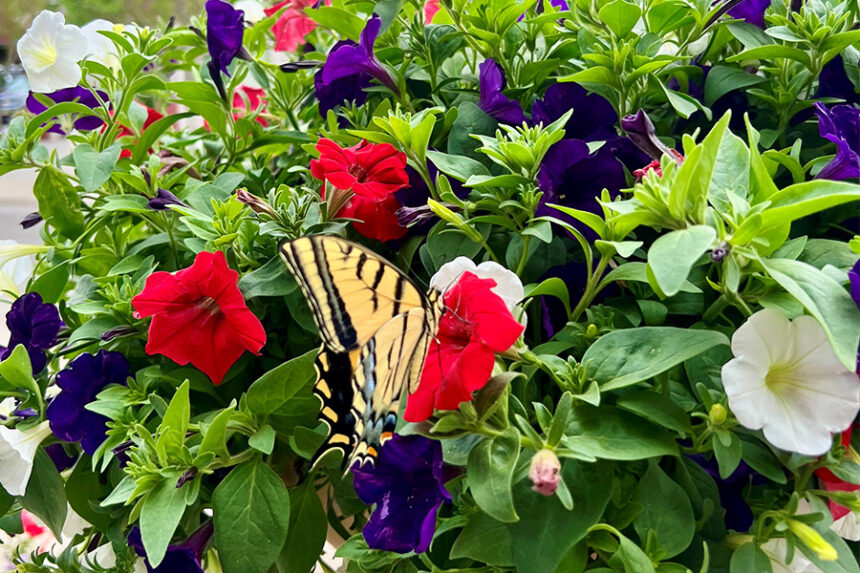 A butterfly sits on a hanging basket in downtown Idaho Falls. | Courtesy of the Idaho Falls Downtown Development Corporation