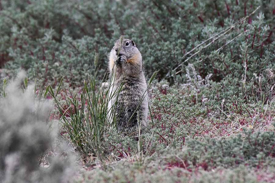 A ground squirrel eats grass seeds as it watches some owlets.