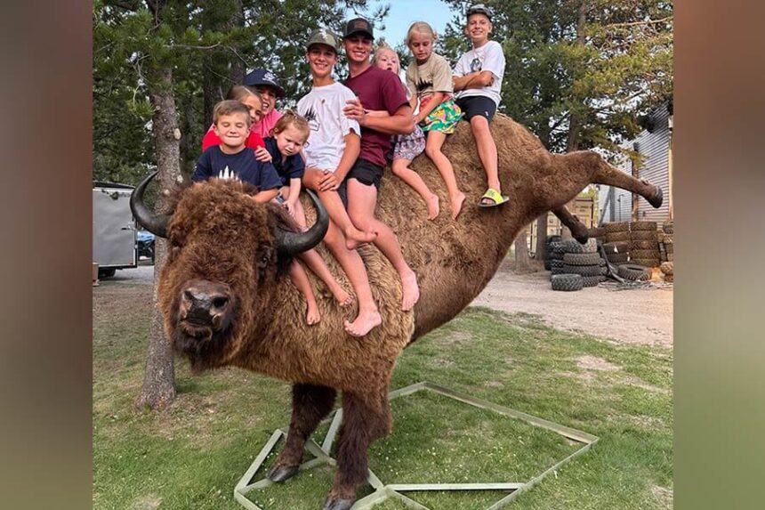 kids ride bison at Island Park Festival