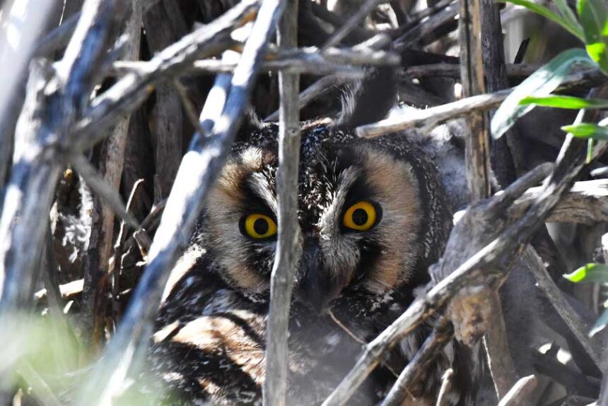 A female long-eared owl sits on her nest. The author was attracted to it by her bright yellow eyes.