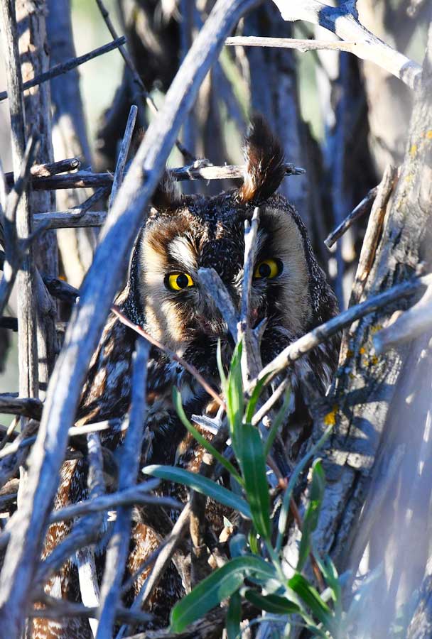 This male long-eared howl is almost totally hidden in the thick willows.