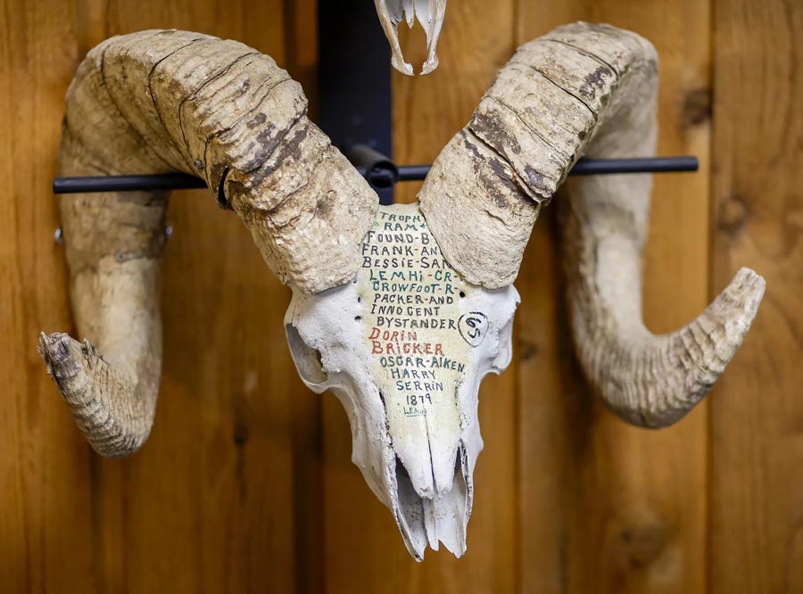 This bighorn sheep skull and horns is the oldest in the Carrey/Boggan Bighorn Sheep Collection at the Jack O’Connor Hunting Heritage and Education Center in Lewiston, Idaho. The skull was found in 1879 at Lemhi Creek, near Mackay, Idaho. | Geoff Crimmins, The Spokesman-Review