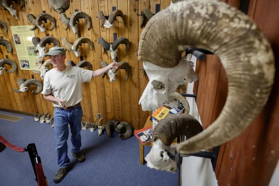 ‘They’re Idaho horns’: The cowboys, hunters and conservationists behind Lewiston’s bighorn collection