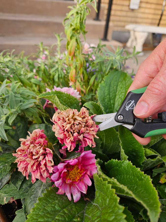 Deadheading spent blooms will encourage more blooms.