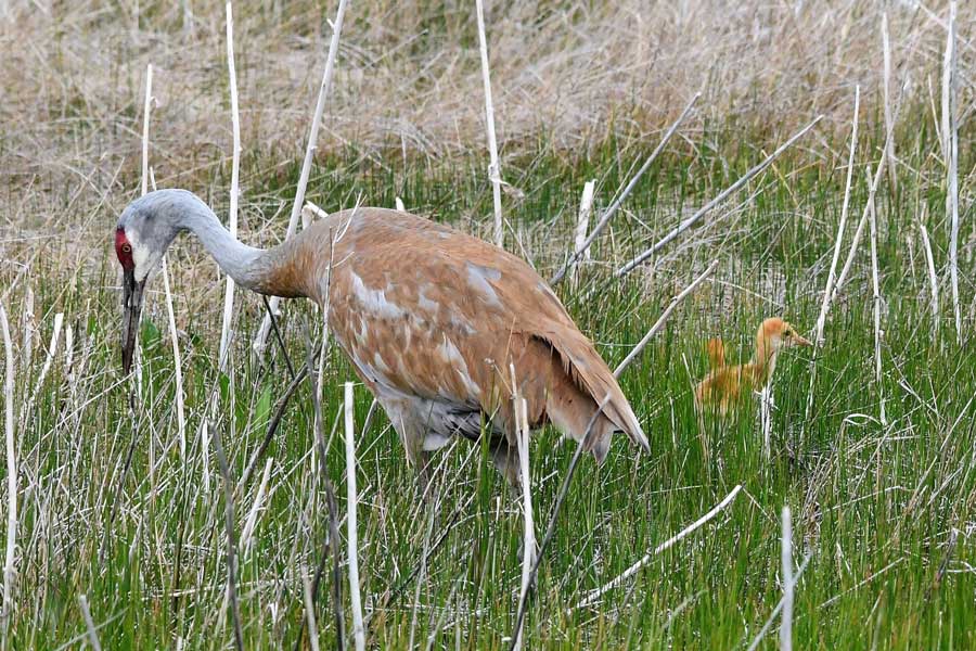 A female sandhill crane feeds with colt nearby, in an area near Mudd Lake in Jefferson County, June 2026.