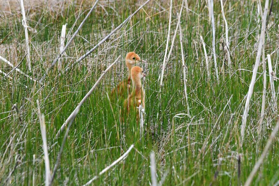 Two young sandhill cranes feed near Mud Lake in Jefferson County, June 2026.