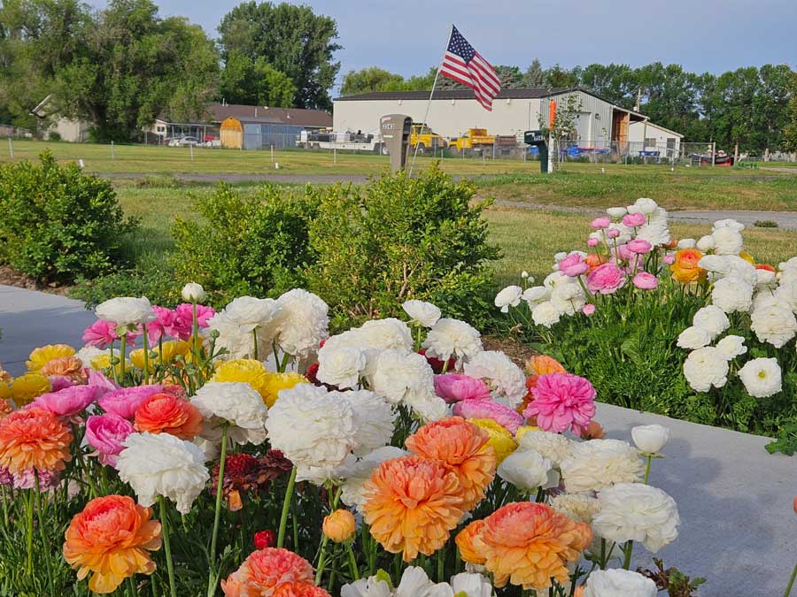 The summer gardening tasks you should be focused on right now