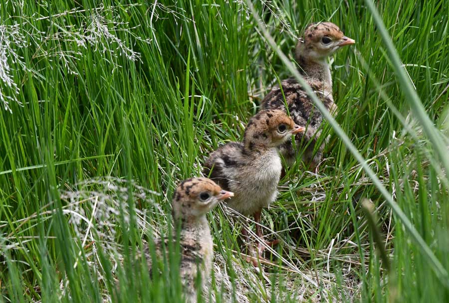 Three poults of 13 hatched by a wild turkey hen near Rexburg, June 2026.