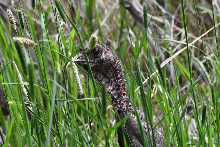 A female wild turkey tries to hide in some tall grass while tending her poults near Rexberg, June 2026.