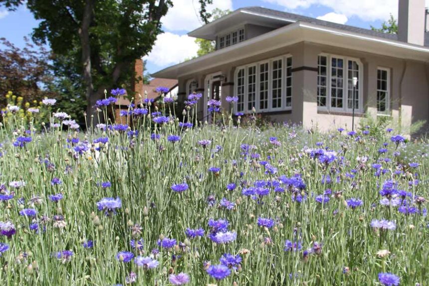 purple wildflowers