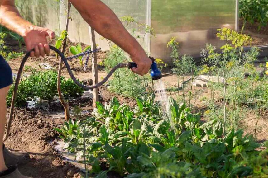 A senior gardener waters a vegetable garden by shower watering gun against modern greenhouse. Organic gardening, healthy food, self-supply and housework concept.