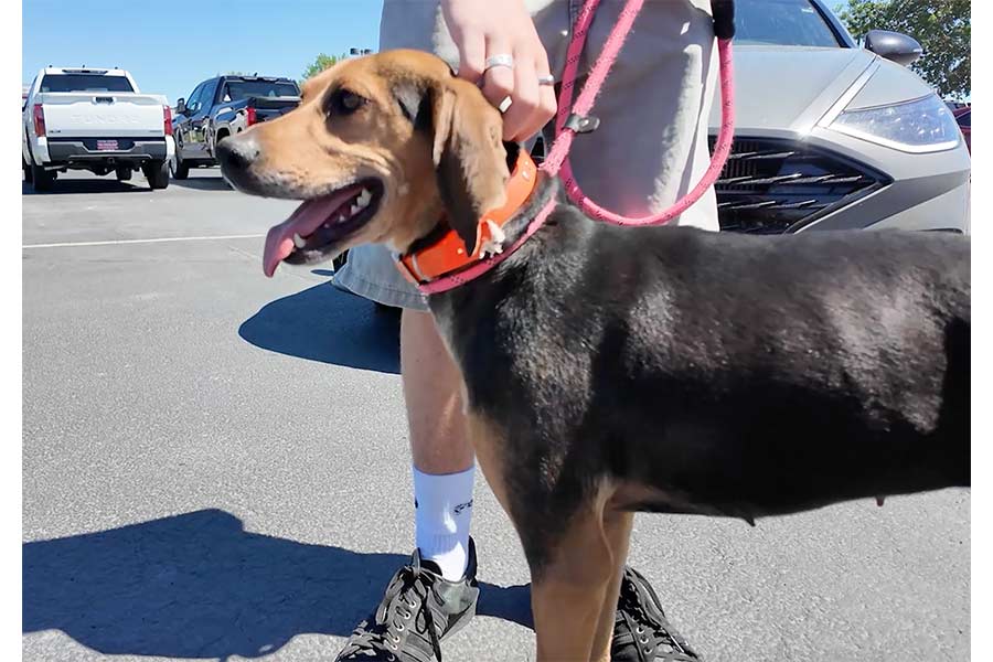 Meet Annabelle: This playful coonhound is searching for her happily ever after
