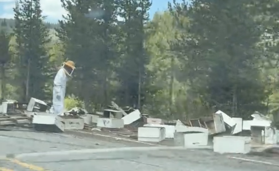 Bee-filled trailer crashes in Yellowstone National Park spilling dozens of hives