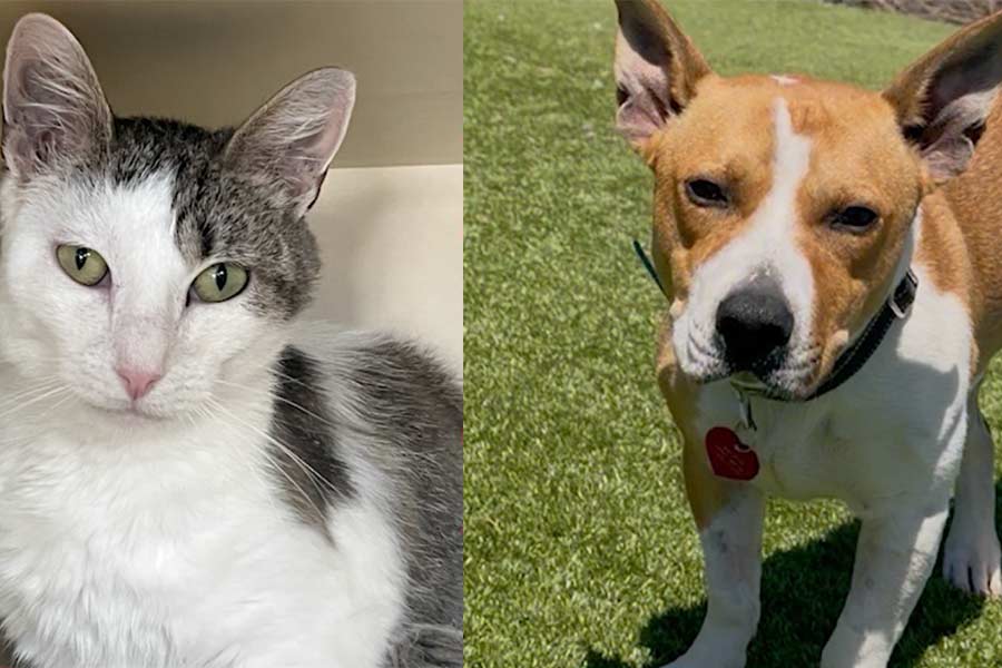 14 pets are waiting for a forever home at Snake River Animal Shelter