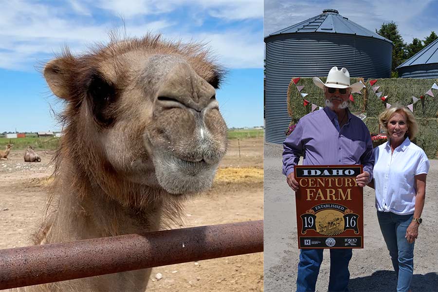This Idaho Falls farmer raises camels — and he’s hoping his Century Farm survives