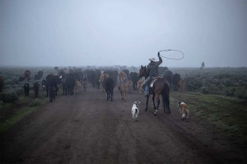 A cowboy drives cattle toward summer grazing pasture on U.S. Forest Service land on June 22, 2020, along the Green River near Cora. (Photo by Ryan Dorgan