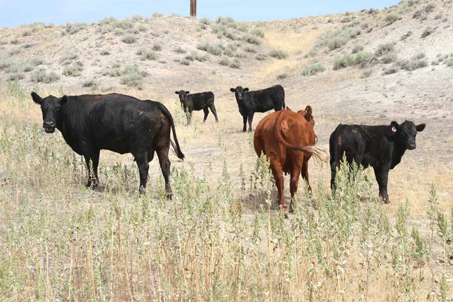 A handful of cattle bide their time in August 2025 in a ditch along North Portal Road, which cuts into an expanse of Bureau of Reclamation property that’s known as Muddy Ridge. (Photo by Mike Koshmrl/WyoFile)