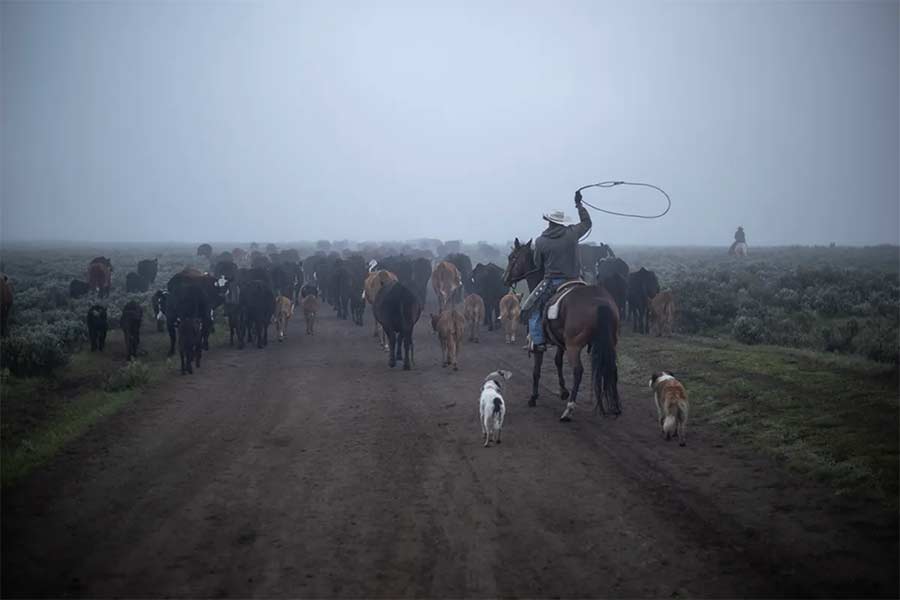 Western stockgrowers cheer loosened grazing regs on public land as feds slash rangeland staff