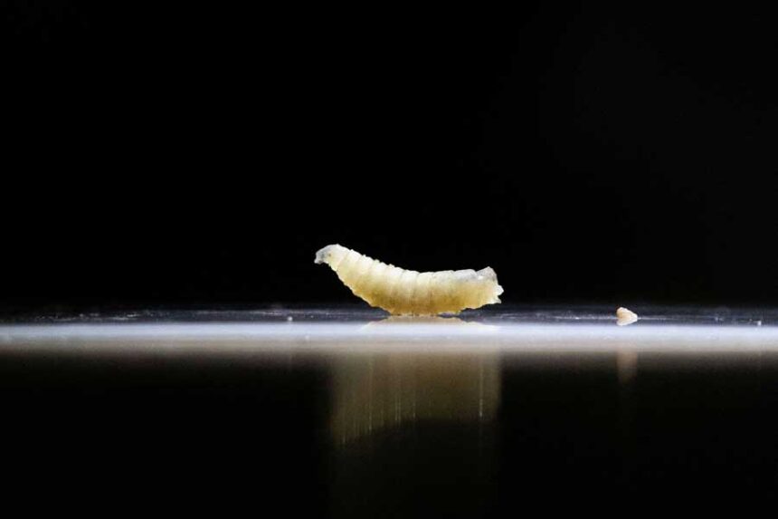 Female adult New World screwworm flies lay eggs in fresh wounds of warm-blooded animals.