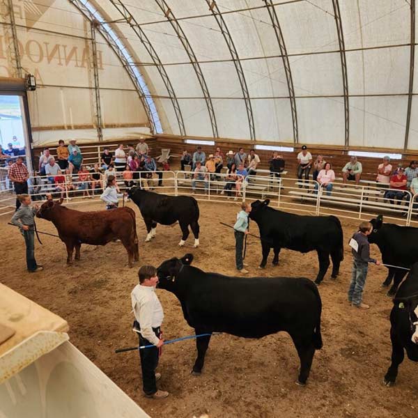 Kids showing their steers at the Bannock County Fair. | Courtesy Nikki Ennis