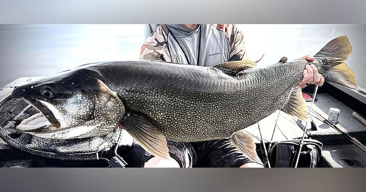 Idaho Falls angler lands 43.25-inch lake trout and returns to the