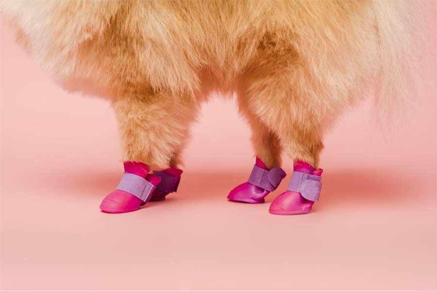 Too hot for your feet? It’s too hot for your dog