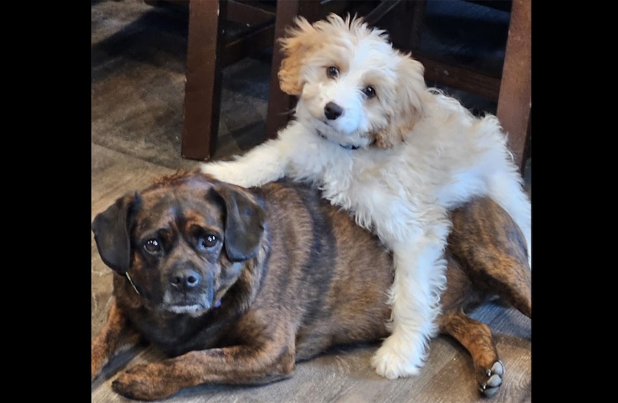 Ruger and Ody