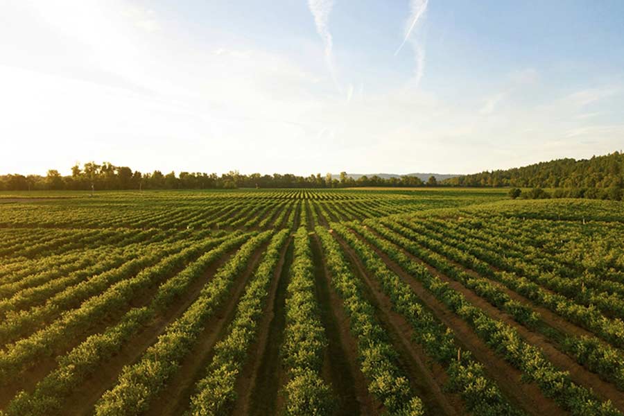 Campo agrícola retirado da página do Facebook da Bingham Ag Services