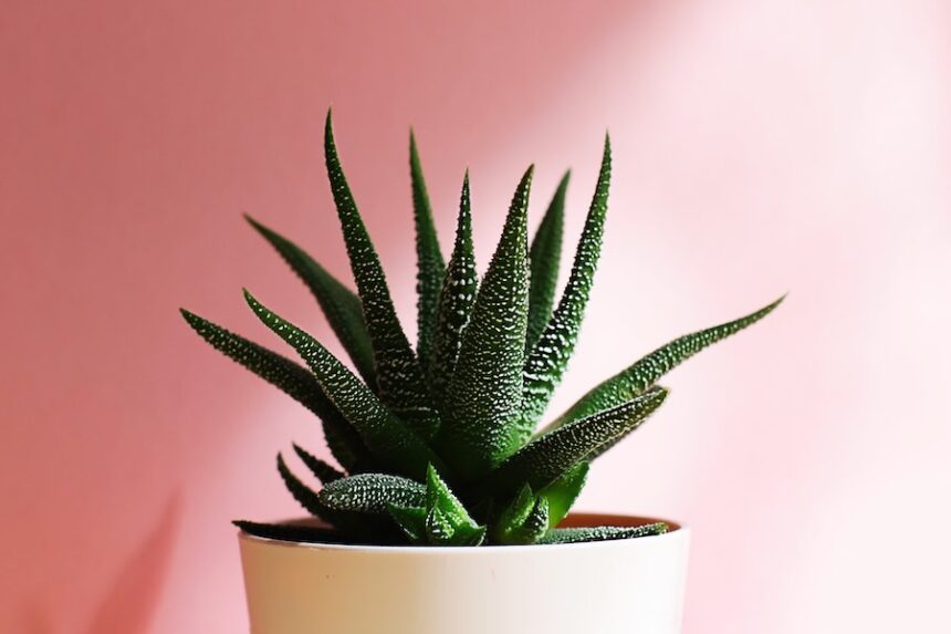 Green Haworthia Plant in White Pot on Pink