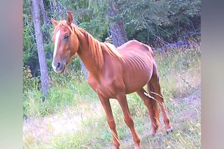 horse with ribs showing