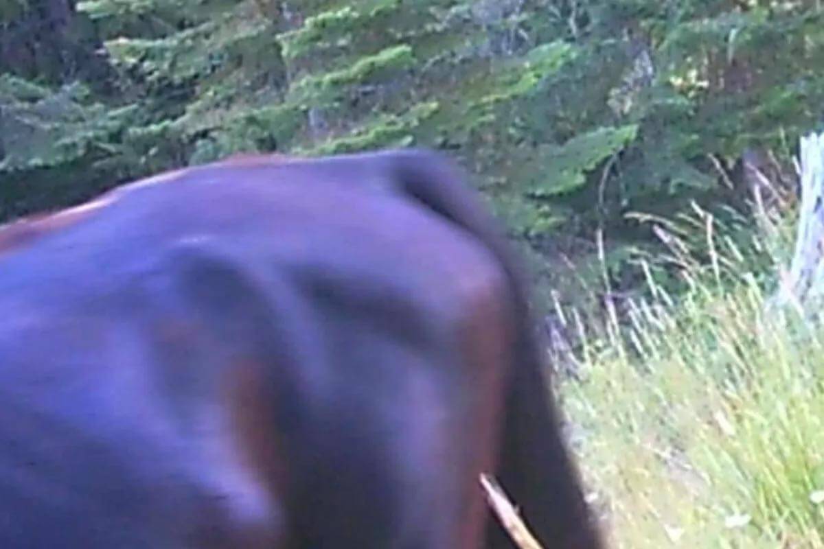 side view of horse