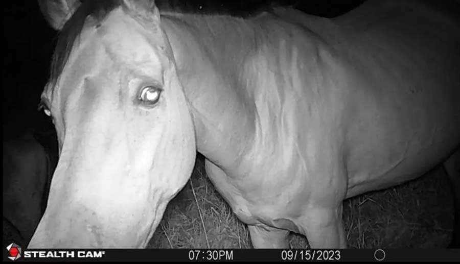 up-close view of horse