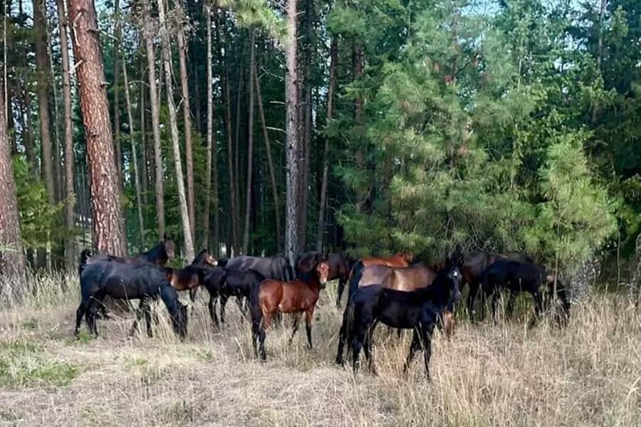 seized horses