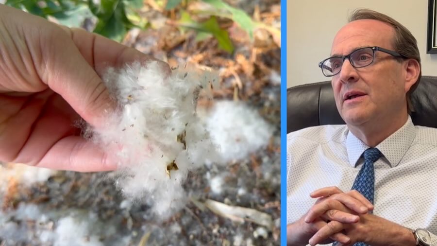 Cottonwood causing sniffles? Experts say it’s not the fluff