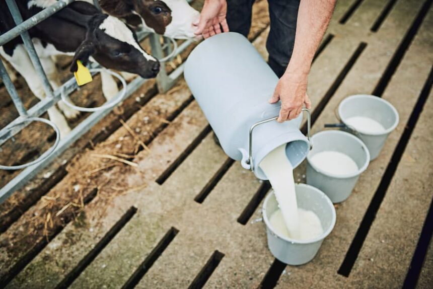 milk production on dairy farm
